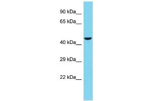 Host: Rabbit Target Name: TSKU Sample Type: HepG2 Whole Cell lysates Antibody Dilution: 1. (TSKU anticorps  (C-Term))