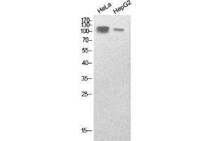 Western Blot analysis of hela, HepG2 cells using SREBP-1 Polyclonal Antibody. (SREBF1 anticorps  (Internal Region))