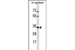 MSX1 Antibody (Center) (ABIN1537757 and ABIN2838265) western blot analysis in mouse spleen tissue lysates (35 μg/lane). (MSX1 anticorps  (AA 111-138))