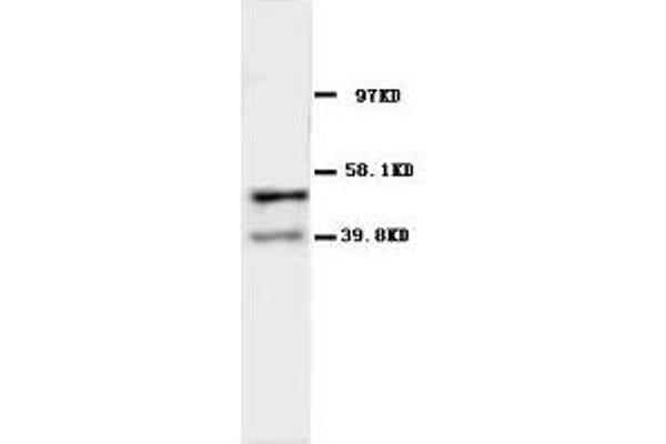 CHRNA1 anticorps  (N-Term)