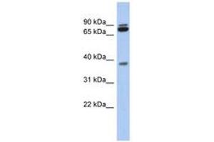 Image no. 1 for anti-Proline Rich 19 (PRR19) (AA 107-156) antibody (ABIN6743929) (PRR19 anticorps  (AA 107-156))