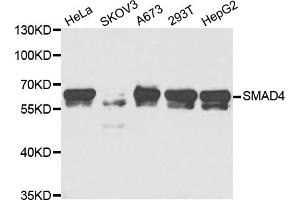 Western blot analysis of extracts of various cell lines, using SMAD4 antibody (ABIN5973302) at 1/1000 dilution. (SMAD4 anticorps)