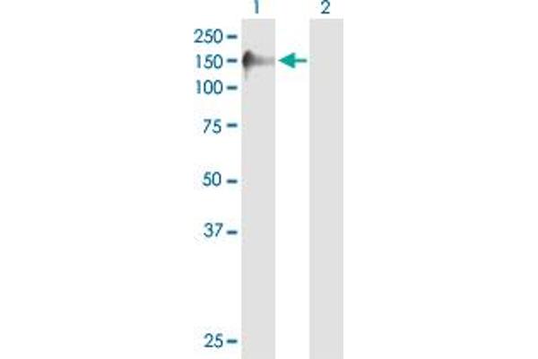 Sorbs2 anticorps  (AA 1-1100)