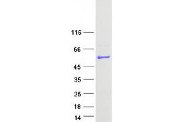 PUS3 Protein (Myc-DYKDDDDK Tag)