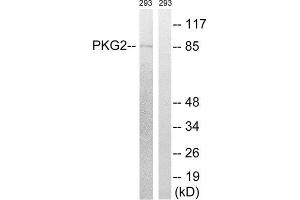 Western Blotting (WB) image for anti-Protein Kinase, CGMP-Dependent, Type II (PRKG2) (Ser126) antibody (ABIN1848262) (PRKG2 anticorps  (Ser126))