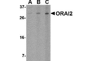 Western Blotting (WB) image for anti-ORAI Calcium Release-Activated Calcium Modulator 2 (ORAI2) (C-Term) antibody (ABIN1030563) (ORAI2 anticorps  (C-Term))