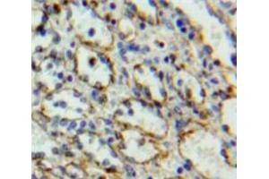 IHC-P analysis of Spleen tissue, with DAB staining. (IL27 Receptor alpha anticorps  (AA 123-343))