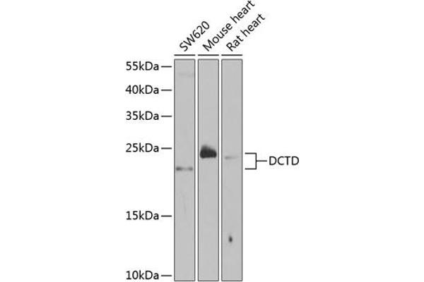 DCMP Deaminase (DCTD) (AA 1-178) anticorps