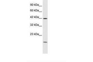 Image no. 1 for anti-Upstream Transcription Factor 1 (USF1) (AA 27-76) antibody (ABIN202215) (USF1 anticorps  (AA 27-76))