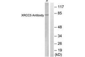 Western Blotting (WB) image for anti-X-Ray Repair Complementing Defective Repair in Chinese Hamster Cells 5 (Double-Strand-Break Rejoining) (XRCC5) (AA 683-732) antibody (ABIN2889296) (XRCC5 anticorps  (AA 683-732))