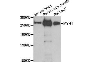Western blot analysis of extracts of various cell lines, using MYH1 antibody. (MYH1 anticorps)