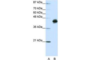Western Blotting (WB) image for anti-Keratin 18 (KRT18) antibody (ABIN2462047) (Cytokeratin 18 anticorps)