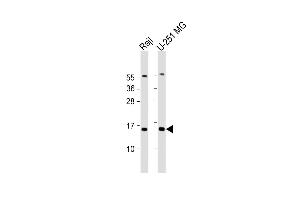 All lanes : Anti-NT5C Antibody (N-Term) at 1:2000 dilution Lane 1: Raji whole cell lysate Lane 2: U-251 MG whole cell lysate Lysates/proteins at 20 μg per lane. (NT5C anticorps  (AA 27-60))