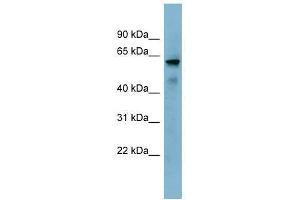 KIAA1627 antibody used at 0. (KIAA1627 anticorps  (N-Term))