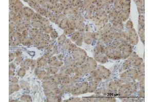 Immunoperoxidase of monoclonal antibody to NEUROD1 on formalin-fixed paraffin-embedded human pancreas. (NEUROD1 anticorps  (AA 201-300))