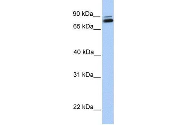 GGT7 anticorps  (C-Term)