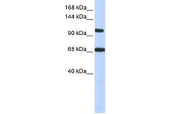 THRAP3 anticorps  (C-Term)