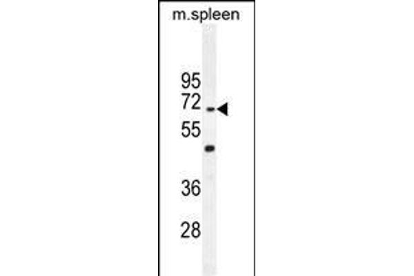 CCDC9 anticorps  (N-Term)