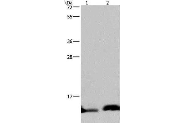 NDUFA5 anticorps