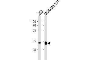 Western Blotting (WB) image for anti-Golgi phosphoprotein 3 (Coat-Protein) (GOLPH3) antibody (ABIN3004700) (GOLPH3 anticorps)