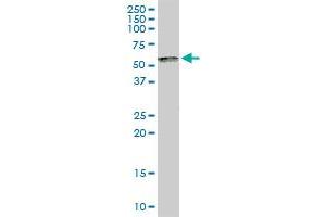 SP100 MaxPab rabbit polyclonal antibody. (SP100 anticorps  (AA 1-480))