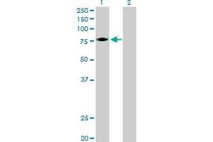 Western Blot analysis of EPOR expression in transfected 293T cell line by EPOR MaxPab polyclonal antibody. (EPOR anticorps  (AA 1-508))