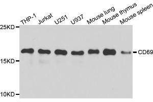 Western blot analysis of extracts of various cell lines, using CD69 antibody (ABIN5971077) at 1/1000 dilution. (CD69 anticorps)