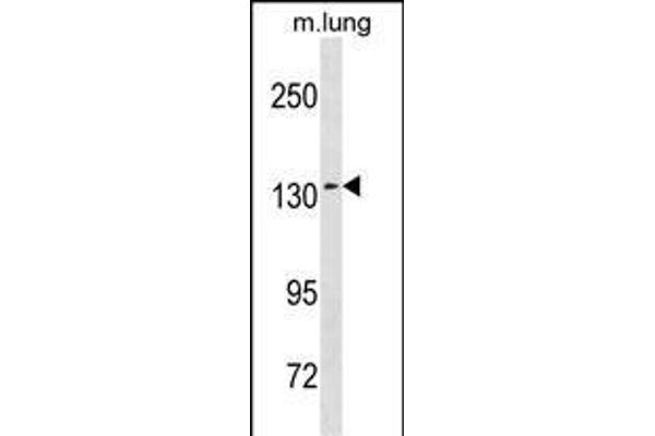 SEC31A anticorps  (AA 473-502)