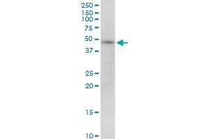 PIP4K2B MaxPab polyclonal antibody. (PIP4K2B anticorps  (AA 1-416))