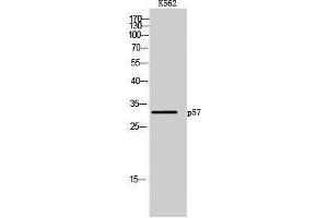 Western Blotting (WB) image for anti-P57 (Ser238) antibody (ABIN6282566) (P57 (Ser238) anticorps)