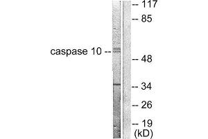 Western Blotting (WB) image for anti-Caspase 10, Apoptosis-Related Cysteine Peptidase (CASP10) (C-Term) antibody (ABIN1848443) (Caspase 10 anticorps  (C-Term))