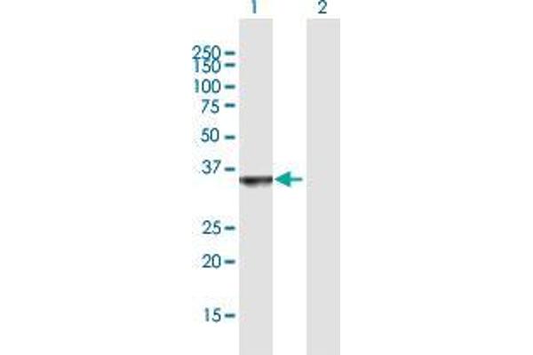 OGFOD2 anticorps  (AA 1-290)