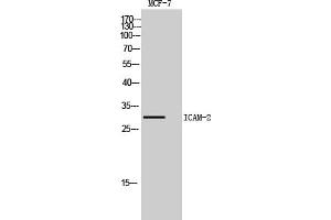 Western Blot analysis of MCF7, HepG2 cells using ICAM-2 Polyclonal Antibody. (ICAM2 anticorps  (Internal Region))