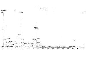 Image no. 1 for Gastrin (GAST) peptide (Ovalbumin) (ABIN5666188) (Gastrin (GAST) peptide (Ovalbumin))