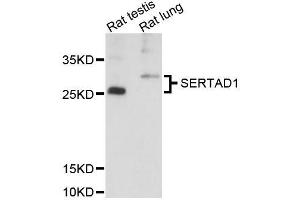 Western blot analysis of extracts of various cell lines, using SERTAD1 antibody (ABIN5996652) at 1:3000 dilution. (SERTAD1 anticorps)