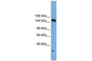 Image no. 1 for anti-Early Endosome Antigen 1 (EEA1) (AA 35-84) antibody (ABIN6745236) (EEA1 anticorps  (AA 35-84))