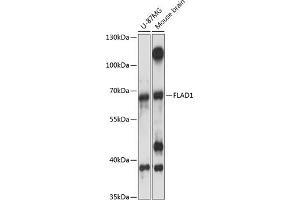 Western blot analysis of extracts of various cell lines, using FL antibody (ABIN7267098) at 1:3000 dilution. (FAD Synthetase anticorps  (AA 388-587))