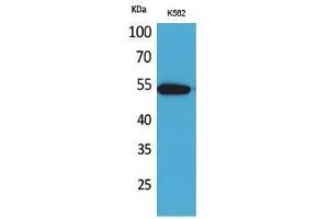 Western Blotting (WB) image for anti-Sialic Acid Binding Ig-Like Lectin 9 (SIGLEC9) (Internal Region) antibody (ABIN6285173) (SIGLEC9 anticorps  (Internal Region))