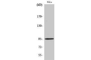 Western Blotting (WB) image for anti-GR (pSer211) antibody (ABIN3173203) (GR (pSer211) anticorps)