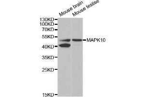 Western blot analysis of extracts of various cell lines, using MAPK10 antibody. (MAPK10 anticorps)