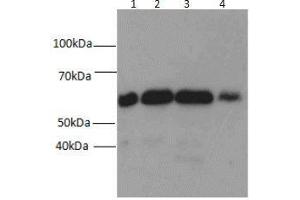 Western blot analysis of (1) HEK-293, (2) MDA-MB-453s, (3) NIH/3T3, and (4) SH-SY5Y cell lysates subjected to SDS-PAGE, using Beclin 1 antibody at a dilution of 1:1500. (Beclin 1 anticorps)