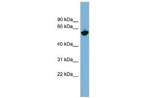 Glycoprotein antibody used at 1 ug/ml to detect target protein. (Glycoprotein anticorps)