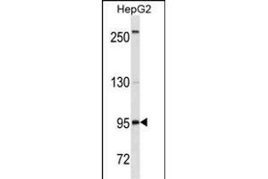 CD19 Antibody (C-term) ABIN1536598 western blot analysis in HepG2 cell line lysates (35 μg/lane). (CD19 anticorps  (C-Term))