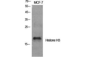 Western Blot (WB) analysis of specific cells using Histone H3 Polyclonal Antibody. (Histone 3 anticorps  (Lys381))
