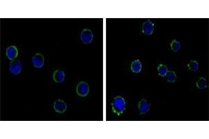 Immunofluorescence analysis of HL-60 (left) and K562 (right) cells using CD19 antibody (green). (CD19 anticorps)