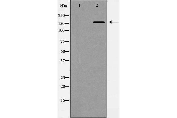 ABCC1 anticorps  (N-Term)