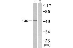 Western Blotting (WB) image for anti-TNF Receptor Superfamily, Member 6 (FAS) (C-Term) antibody (ABIN1848823) (FAS anticorps  (C-Term))