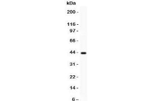 Western blot testing of SERPINB2 antibody and human placenta lysate. (SERPINB2 anticorps  (AA 1-180))