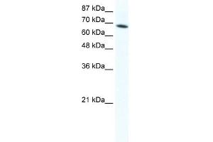 DDX1 antibody used at 1. (DDX1 anticorps)