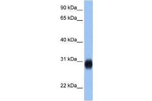 RAB3D antibody (20R-1343) used at 0. (RAB3D anticorps  (C-Term))